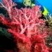 coral_soft_res_v_0705_png0008.jpg